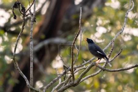 Jungle Myna - Acridotheres fuscus, beautiful shy perching bird from South Asian forests and woodlands, Nagarahole Tiger Reserve, India.