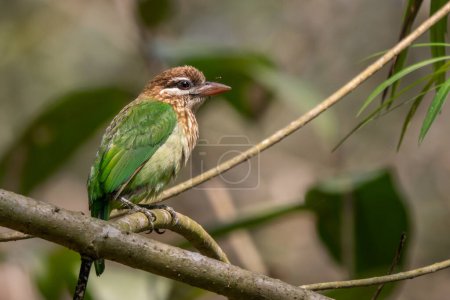 White-cheeked Barbet - Psilopogon viridis, beautiful green Asian barbet from Indian forests and woodlands, Nagarahole Tiger Reserve, India.
