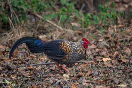 Grey Junglefowl - Gallus sonneratii, beautiful colored ground bird from South Asian forests and jungles, Nagarahole Tiger Reserve, India.