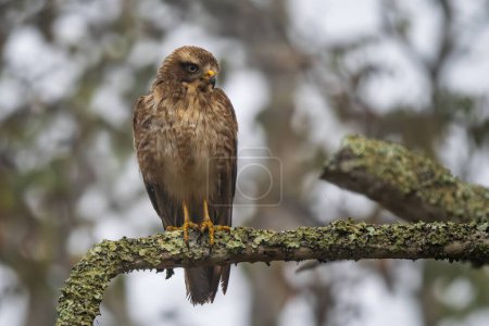 Téléchargez les photos : Buse de l'Himalaya - Buteo burmanicus, bel oiseau de proie brun des bois, forêts et montagnes indiennes, réserve de tigres Nagarahole, Inde. - en image libre de droit