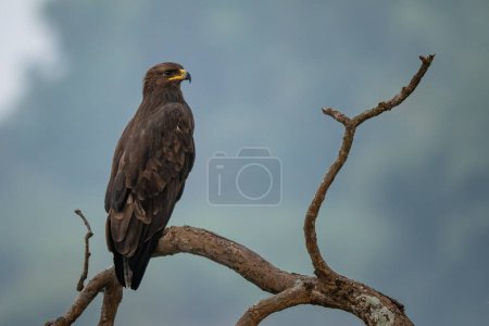 Foto de Águila manchada india - Clanga hastata, hermoso pájaro de presa marrón de bosques, bosques y montañas indios, Reserva del Tigre de Nagarahole, India. - Imagen libre de derechos