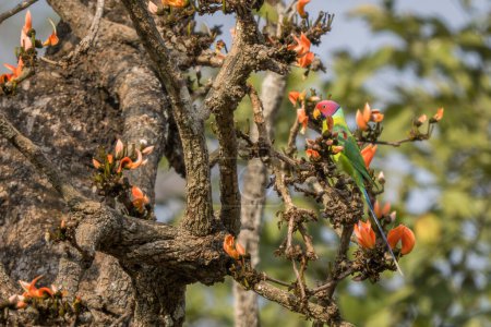 Periquito cabeza de ciruela - Psittacula cyanocephala, hermoso perico de color de bosques del sur de Asia, selvas y bosques, Reserva Tigre Nagarahole, India.