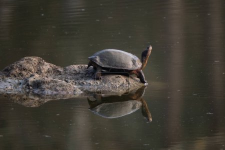 Indian Black Turtle - Melanochelys trijuga, beautiful medium-sized freshwater turtle from South Asian lakes, swamps and marshes, Nagarahole Tiger Reserve, India.