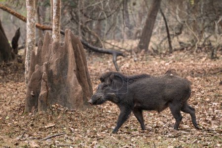 Indian Wild Boar - Sus scrofa cristatus, large forest mammal from South Asian bushes, jungles and forests, Nagarahole Tiger Reserve, India.