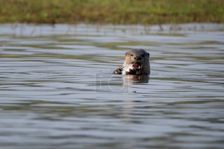 Smooth-coated Otter - Lutrogale perspicillata, fresh water otter from South and Southeast Asian lakes and marshes, Nagarahole Tiger Reserve, India.