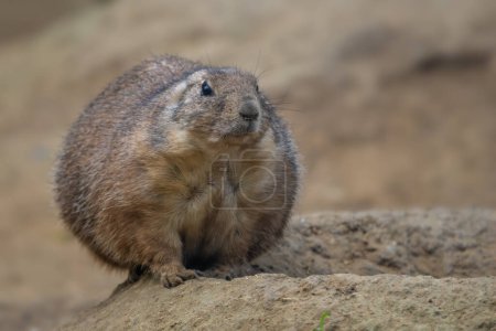 Black-tailed Prairie Dog - Cynomys ludovicianus, beautiful large ground rodent from the Great Plains of North America.