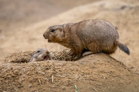 Black-tailed Prairie Dog - Cynomys ludovicianus, beautiful large ground rodent from the Great Plains of North America.