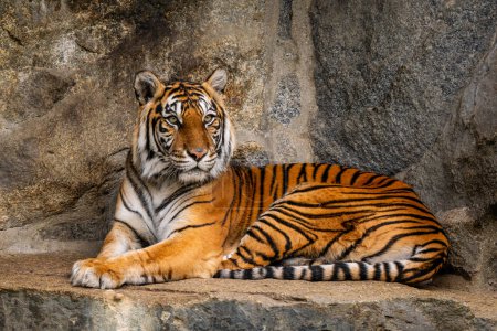 Foto de Tigre de Sumatra - Panthera Tigris sumatrae, hermoso gato grande de color de los bosques y bosques del sudeste asiático, Sumatra, Indonesia. - Imagen libre de derechos