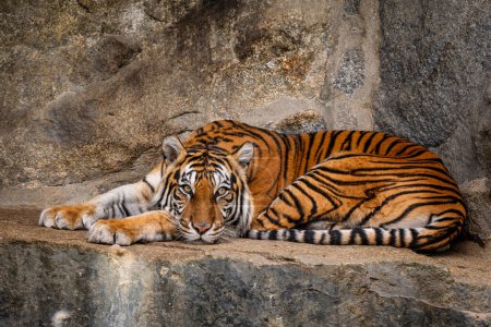 Sumatra Tiger - Panthera Tigris Sumatrae, wunderschön gefärbte Großkatze aus südostasiatischen Wäldern und Wäldern, Sumatra, Indonesien.