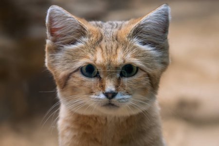 Foto de Gato de arena - Felis margarita, retrato de un hermoso gato salvaje de desiertos arenosos y pedregosos del norte de África y Oriente Medio, Marruecos. - Imagen libre de derechos