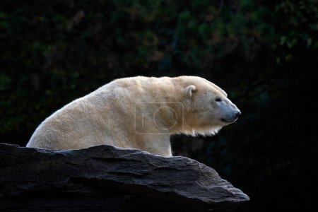 Oso polar - Ursus maritimus, hermoso mamífero grande icónico con piel blanca de las zonas árticas, Canadá.