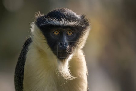 Foto de Roloway Guenon - Cercopithecus roloway, retrato de un hermoso primate en peligro de extinción de color procedente de los bosques tropicales de África Occidental, Ghana. - Imagen libre de derechos