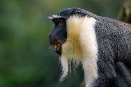 Roloway Guenon - Cercopithecus roloway, retrato de un hermoso primate en peligro de extinción de color procedente de los bosques tropicales de África Occidental, Ghana.