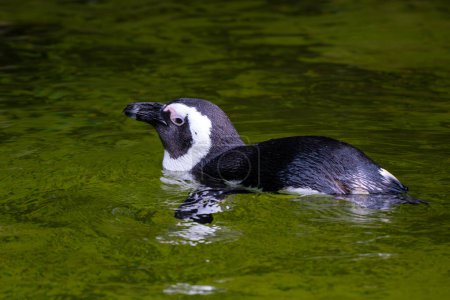 Téléchargez les photos : Pingouin africain - Spheniscus demersus, pingouin de taille moyenne originaire des côtes océaniques africaines, Afrique du Sud. - en image libre de droit