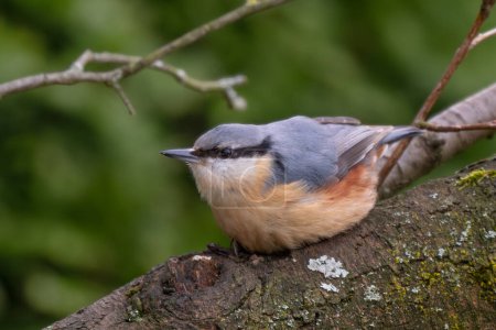 Sitta europaea, petit oiseau perché des forêts et des bois d'Europe, Zlin, République tchèque
.