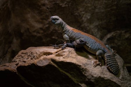 Foto de Mastigure de Thomas - Uromastyx thomasi, lagarto de cola gorda especial único de los desiertos de Oriente Medio, Omán. - Imagen libre de derechos
