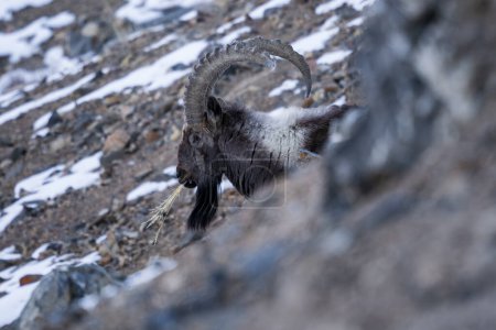 Téléchargez les photos : Ibex de l'Himalaya - Capra sibirica éperlée, belle chèvre asiatique des collines et des montagnes d'Asie centrale, vallée de Spiti, Himalaya, Inde. - en image libre de droit