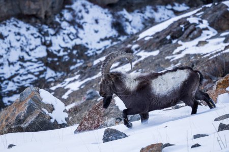 Himalayan Ibex - Capra sibirica sakeen, beautiful asian goat from central Asian hills and mountains, Spiti valley, Himalayas, India.