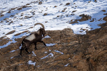 Photo for Himalayan Ibex - Capra sibirica sakeen, beautiful asian goat from central Asian hills and mountains, Spiti valley, Himalayas, India. - Royalty Free Image