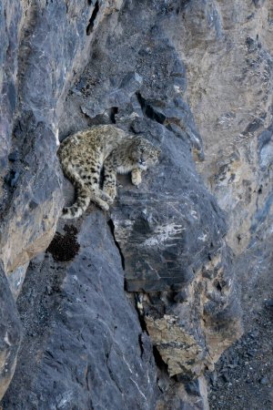 Snow Leopard - Panthera uncia, wunderschöne kultige Großkatze aus asiatischen Hochgebirgen, Himalaya, Spiti Valley, Indien.