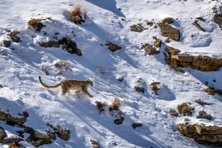 Foto de Snow Leopard - Panthera uncia, hermoso gato grande icónico de los altos montes asiáticos, Himalaya, Valle del Spiti, India. - Imagen libre de derechos