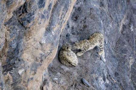 Snow Leopard - Panthera uncia, beautiful iconic large cat from Asian high mountians, Himalayas, Spiti Valley, India.