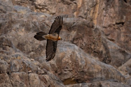 Foto de Buitre barbudo Gypaetus barbatus, retrato de aves rapaces muy grandes de las montañas de Europa y Asia, Himalaya, Valle del Spiti, India. - Imagen libre de derechos