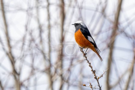 Gldenstdt's Redstart - Phoenicurus erythrogastrus, beautiful colored perching bird from Central Asian mountains, Spiti valley, Himalayas, India.