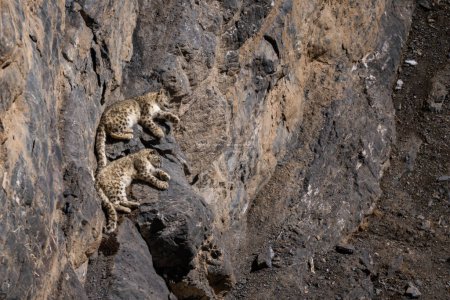 Photo for Snow Leopard - Panthera uncia, beautiful iconic large cat from Asian high mountians, Himalayas, Spiti Valley, India. - Royalty Free Image