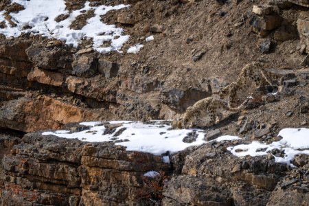 Téléchargez les photos : Snow Leopard Panthera uncia, beau chat emblématique des hautes montagnes asiatiques, Himalaya, Spiti Valley, Inde. - en image libre de droit