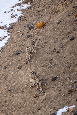 Téléchargez les photos : Snow Leopard Panthera uncia, beau chat emblématique des hautes montagnes asiatiques, Himalaya, Spiti Valley, Inde. - en image libre de droit