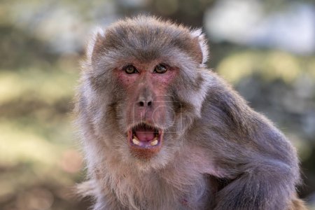 Foto de Rhesus Macaque - Macaca mulatta, retrato de un hermoso primate popular endémico en bosques y bosques de Asia Central y Oriental, Shimla, India. - Imagen libre de derechos