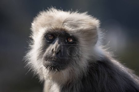 Langur Sacrée du Népal - Semnopithecus schistaceus, beau primate populaire à fourrure grise endémique en Himalaya, Shimla, Inde.