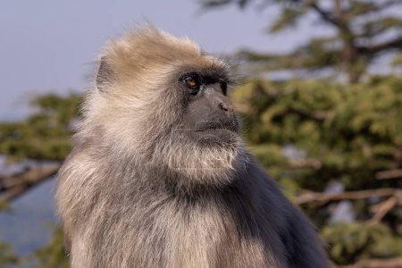 Foto de Nepal Sacred Langur - Semnopithecus schistaceus, hermoso primate popular con pieles grises endémicas en Himalaya, Shimla, India. - Imagen libre de derechos