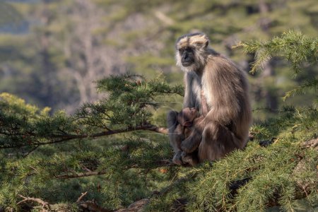 Photo for Nepal Sacred Langur - Semnopithecus schistaceus, beautiful popular primate with grey fur endemic in Himalayas, Shimla, India. - Royalty Free Image