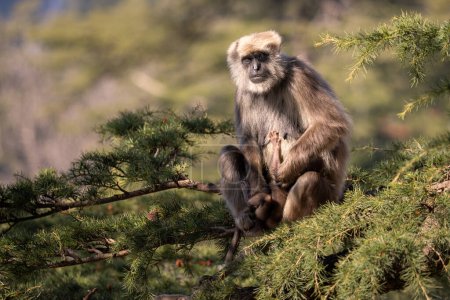 Foto de Nepal Sacred Langur - Semnopithecus schistaceus, hermoso primate popular con pieles grises endémicas en Himalaya, Shimla, India. - Imagen libre de derechos