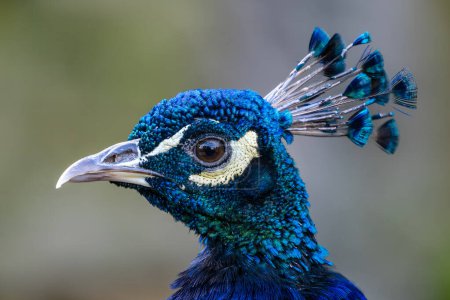 Indian Peafowl - Pavo cristatus, beatiful iconic colored bird from Indian forests and meadows, Nagarahole Tiger Reserve, India.