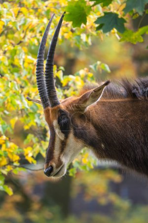 Sable Antelope - Hippotragus niger, portrait of beautiful large antelope from African savannas and bushes, Namibia.