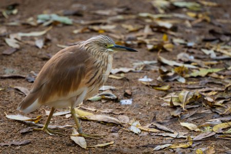 Téléchargez les photos : Squacco Heron - Ardeola ralloides, petit beau héron des marais et marais eurasiens, parc national de la Reine Elizabeth, Ouganda. - en image libre de droit