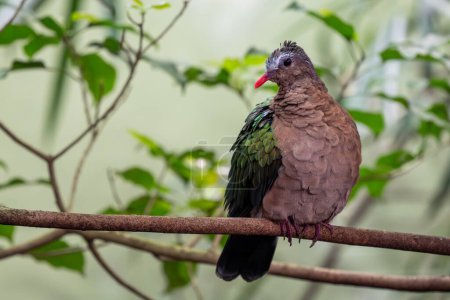 Foto de Paloma Esmeralda - Chalcophaps indica, hermosa paloma de color de los bosques asiáticos, Sri Lanka. - Imagen libre de derechos