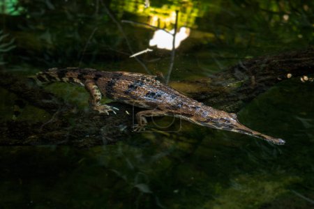 Faux Gharial - Tomistoma schlegelii, grand crocodile unique d'Asie du Sud-Est, eaux douces, marécages et rivières, Malaisie.
