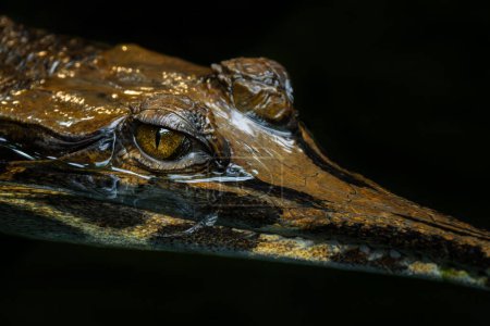 Faux Gharial - Tomistoma schlegelii, grand crocodile unique d'Asie du Sud-Est, eaux douces, marécages et rivières, Malaisie.