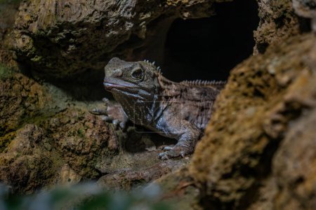 Tuatara - Sphenodon punctatus, unique large reptile called living fossil endemic to forests of New Zealand.