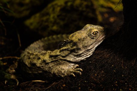 Tuatara - Sphenodon punctatus, único gran reptil llamado fósil vivo endémico de los bosques de Nueva Zelanda.