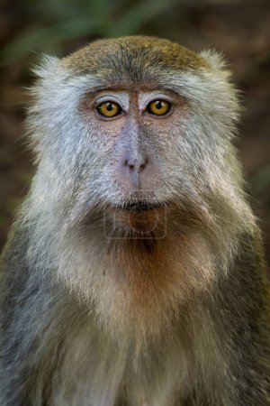 Long-tailed Macaque - Macaca fascicularis, common monkey from Southeast Asia forests, woodlands and gardens, Borneo, Malaysia.