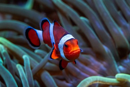 Clown Anemonefish - Amphiprion ocellaris, petit poisson de l'océan coloré des récifs océaniques asiatiques et australiens, Australie.