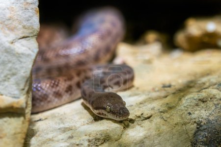 Python pour enfants - Antaresia childreni, beau serpent non venimeux des forêts du nord de l'Australie, marécages, savanes et déserts.