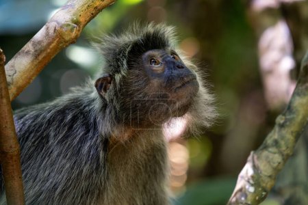 Mono de hoja plateada - Trachypithecus cristatus, hermoso primate con piel plateada de manglar y bosques del sudeste asiático, Borneo, Malasia.
