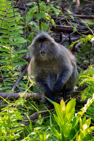 Silvered Leaf Monkey - Trachypithecus cristatus, beautiful primate with silver fur from mangrove and woodlands of Southeast Asia, Borneo, Malaysia.