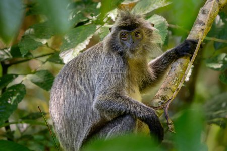 Silberblättriger Affe - Trachypithecus cristatus, schöner Primat mit silbernem Fell aus Mangroven und Wäldern Südostasiens, Borneos, Malaysias.
